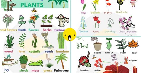 List Of Plant And Flower Names In English With Pictures 7ESL