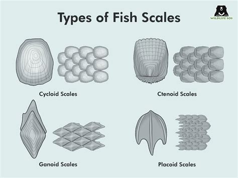 Spectacular Fish Scales And Reptile Scales Guide