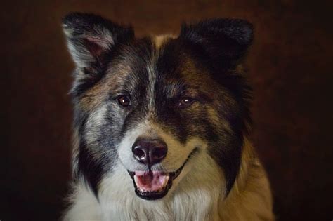 Black Icelandic Sheepdog