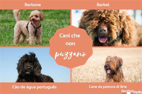 Razze Di Cani Che Non Puzzano Scoprile