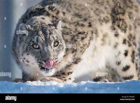 Female Snow Leopard Ena Enjoys A Treat At The Toronto Zoo Where She Is