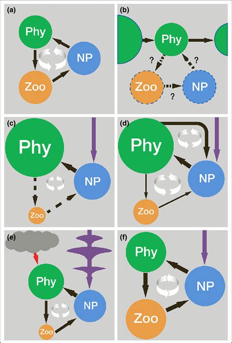 Hypothesized Simple Food Webs Showing Processes And Feedbacks That May