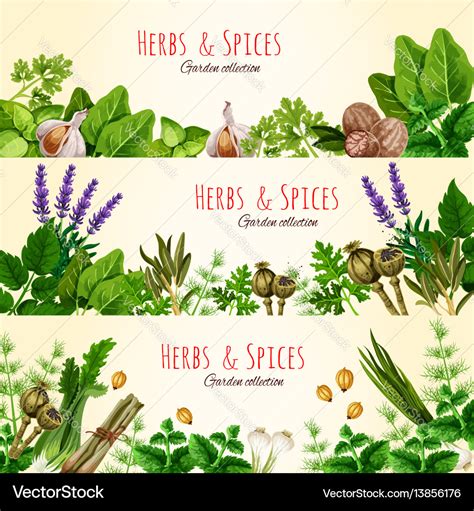 Fresh Green Herbs And Spices Banner Set Royalty Free Vector