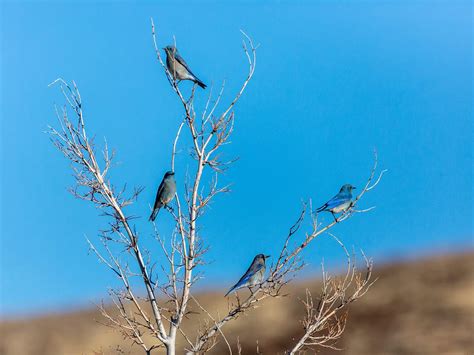 Do Bluebirds Migrate? (Everything Explained) | Birdfact