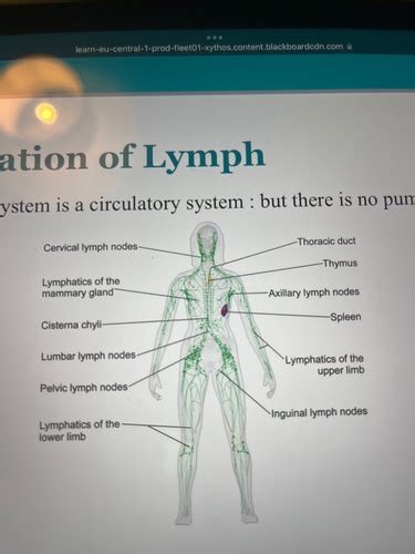 Lymphatic System Flashcards Quizlet