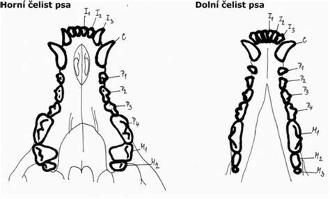 Anatomie Psa Bio Nature