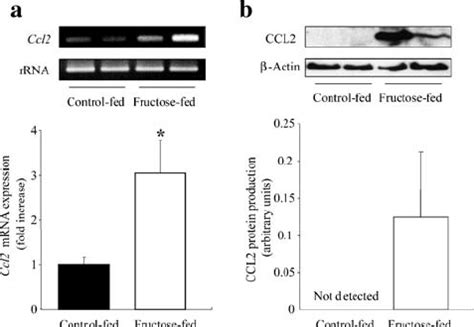 Ccl Mrna Expression Examined By Rt Pcr A And Ccl Production