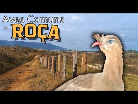 Aves que encontro na roça VÍDEO SEM NARRAÇÃO YouTube