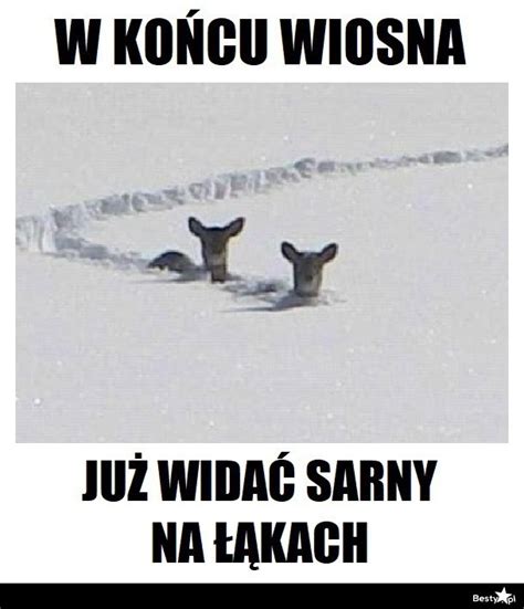 Memy Na Pierwszy Dzie Wiosny Dziennik Polski