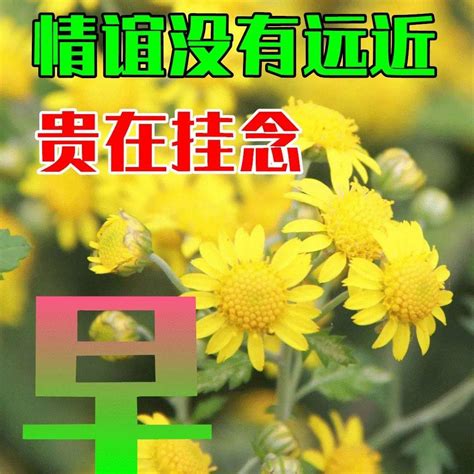 9月23日最新早上好祝福动态表情图片大全，秋天早上好问候语句子！ 生活 那头 那就先