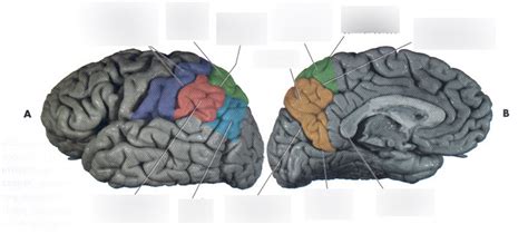 Parietal lobe Diagram | Quizlet