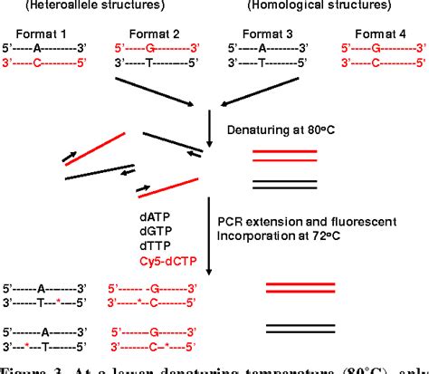 Figure 3 From A Simple LDT PCR Method For Detection Of Various Nucleic