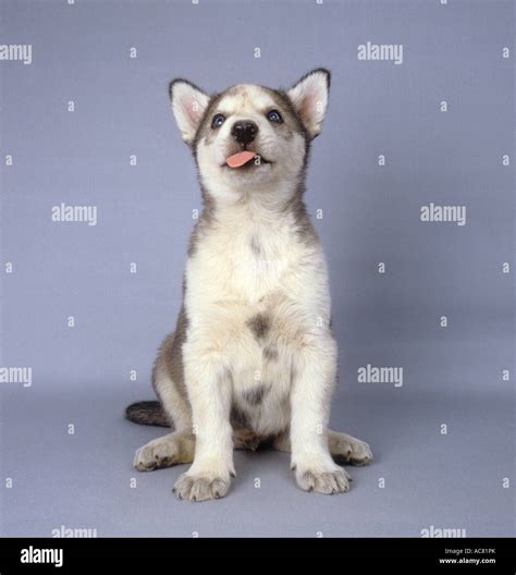 Husky Puppy Cut Out Stock Photo Alamy