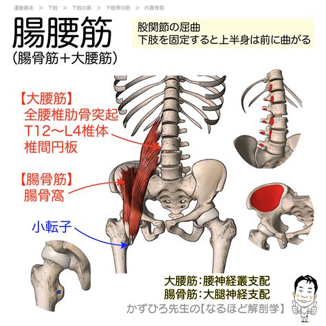 腸腰筋（iliopsoas）｜大腰筋 腸骨筋 起始・停止・支配神経 徹底的解剖学