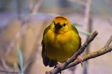 Burung Penenun Emas Taveta Eksotik Foto Gratis Di Pixabay Pixabay