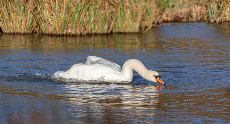 Cisne Mudo Chapoteando En El Agua Foto De Stock En Vecteezy