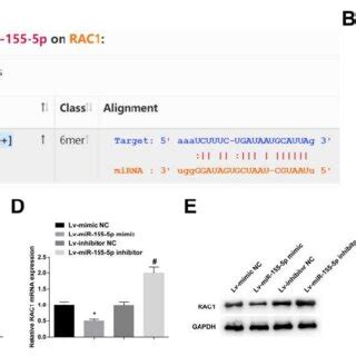 MiR 155 5p Targets RAC1 Binding Site Between MiR 155 5p And RAC1 A