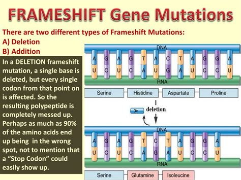 Ppt Gene Mutations Powerpoint Presentation Free Download Id2016394