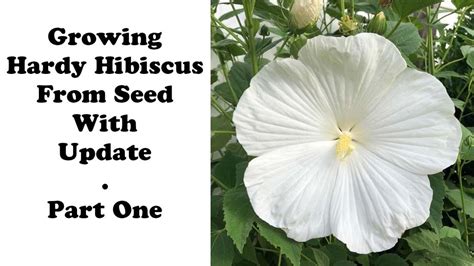 Growing White Dinnerplate Hibiscus From Seeds With Update Youtube