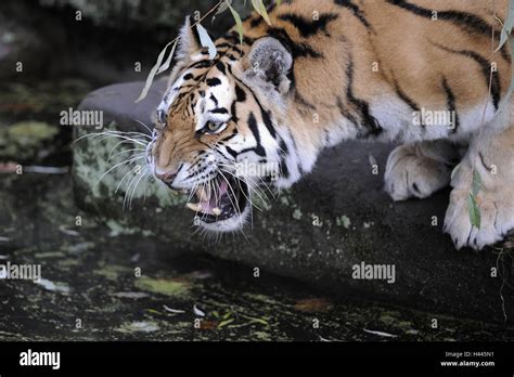 Siberian Tiger Panthera Tigris Altaica Hiss Stock Photo Alamy