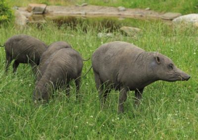 Babirusa Facts - CRITTERFACTS