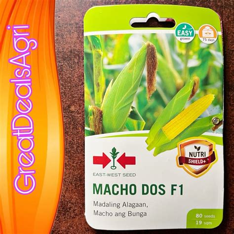 MACHO DOS F1 HYBRID SWEET CORN SEEDS 80 SEEDS BY EAST WEST SEEDS