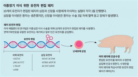 프리미엄 리포트 더 가까워진 이종장기 시대