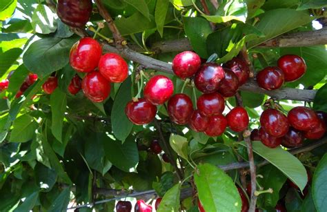 Aprende CÓmo Realizar El Cultivo Del Cerezo Eficazmente