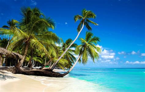 Wallpaper Sand Sea Beach The Sun Palm Trees Shore Summer Beach