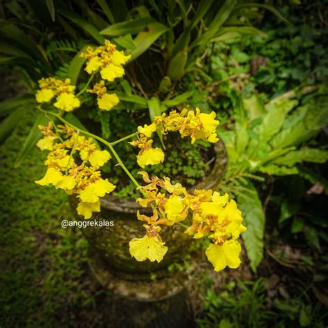 Jual Anggrek Kuning Oncidium Golden Shower Tanaman Hias Shopee