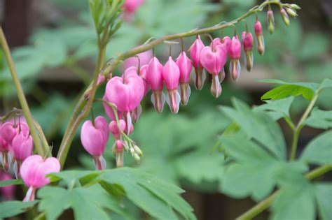 Garten Navi Tränendes Herz Lamprocapnos spectabilis