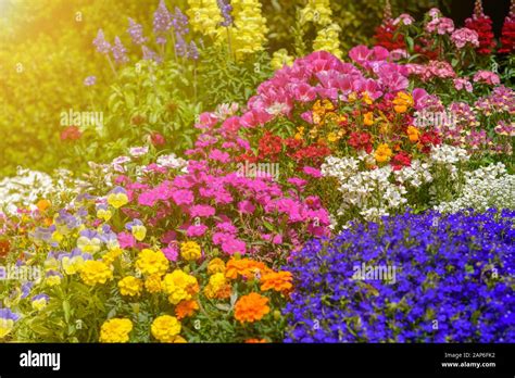 Pansy Snapdragon Hi Res Stock Photography And Images Alamy