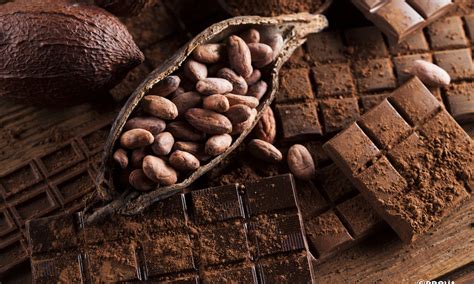 Extraits et arômes de cacao sourcing et expertise chez Prova