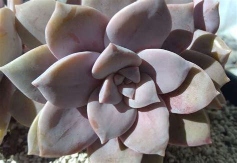 Graptopetalum Superbum Y Sus Cuidados Verde Suculenta