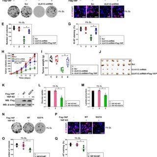 ULK1 2 YAP Axis Contributes To Hypoxic Glycolysis And Tumorigenesis Of