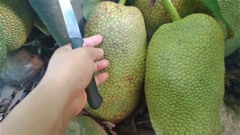 Harvest Time Tayo Sa Prutas Na Parang Langka But Lasang Durian Or