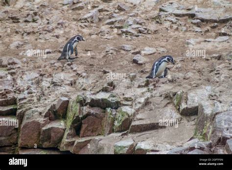 Humboldt Penguin Spheniscus Humboldti On The Rocks Of The Ballestas