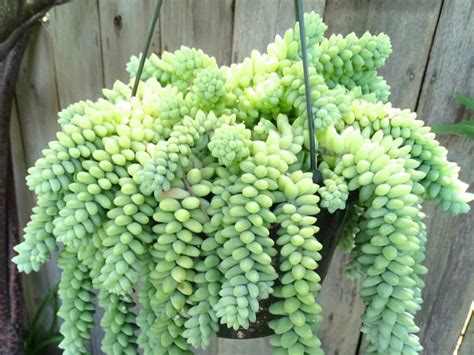 Sedum Morganianum Burro Tail Wiki Succulent And Cactus Amino