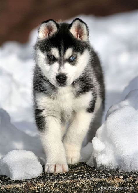 63 best Husky Puppies images on Pinterest | Husky puppy, Siberian ...