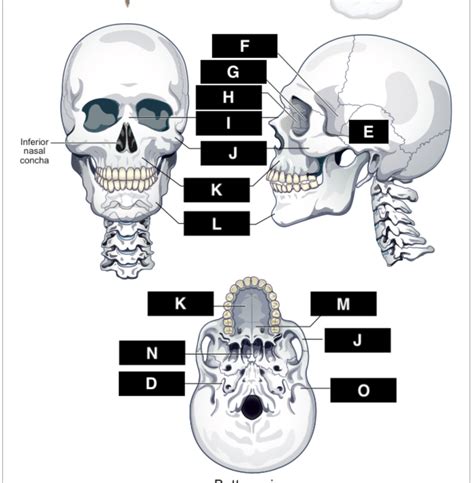 Skeletal framework facial bone Diagram | Quizlet