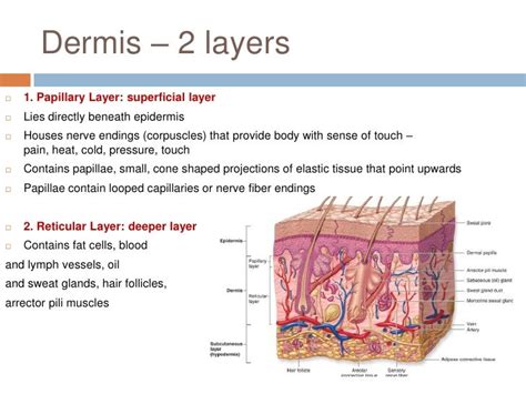 Anatomy Of The Skin Lecture