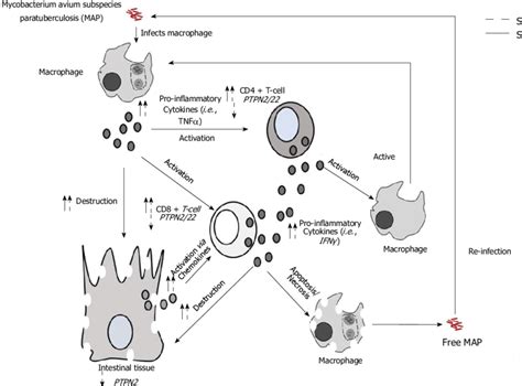 Complex Interaction Of Crohn S Disease Pathophysiology The Effect Of Download Scientific