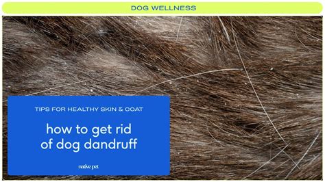 What Can You Do For Dog Dandruff