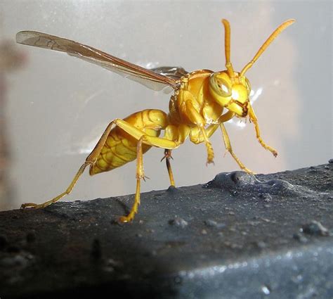 Wasp: Yellow Wasp Sting