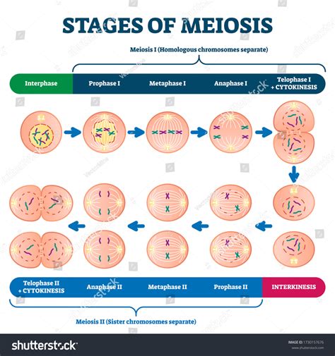 Four Phases Of Meiosis 1