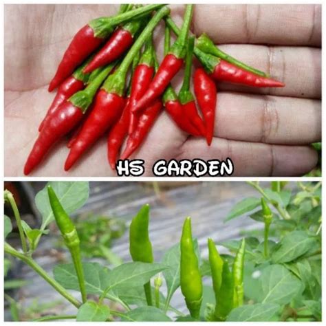 50 Capsules150 BIJI CILI PADI BARA F1 SEEDS BIJI BENIH CHILLI Lazada