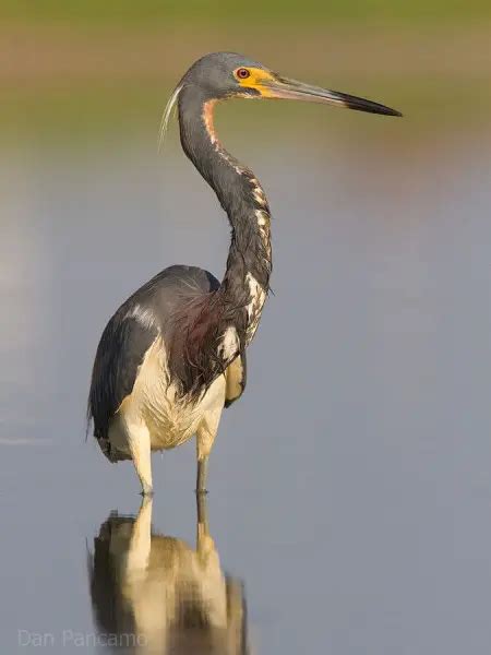 Tricolored Heron - Facts, Diet, Habitat & Pictures on Animalia.bio