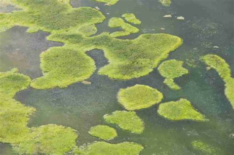 Identifying Common Types of Pond Algae - Nualgi Ponds