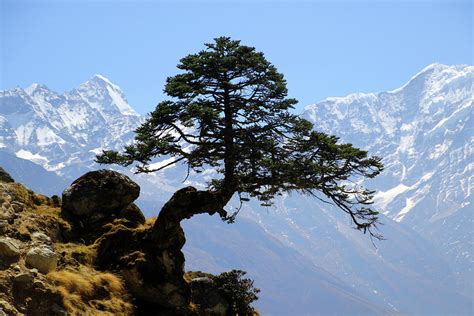 Only one tree in the Himalayas Photograph by Gerhard Albicker