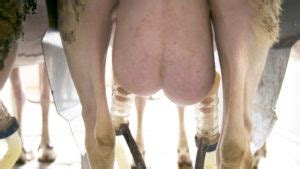 Sheep And Goat Udders Understanding The Basics Of Anatomy Physiology